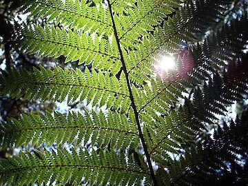 Tree fern frond