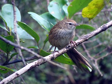 Fernbird
