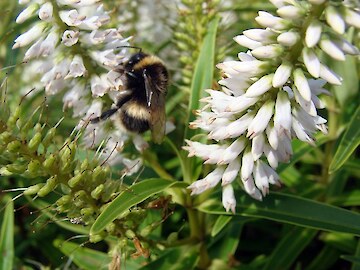 Bumblebee busy pollinating