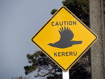 Caution Kereru - road sign designed for Otatara Landcare Group by Janet Hodgetts