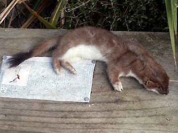 Got em! Dead stoat