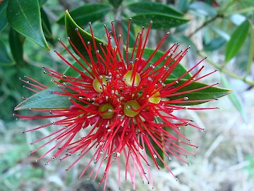 Southern rata flower