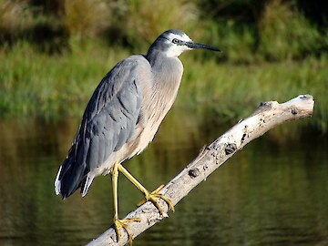 White-faced heron at the Rance’s pond