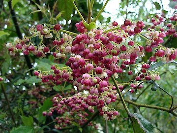 Wineberry flowers