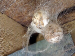 Spider egg cases