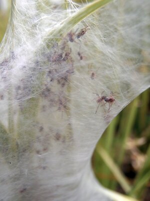 Nurseryweb spiderlings