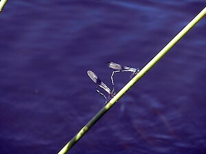 Blue damselflies