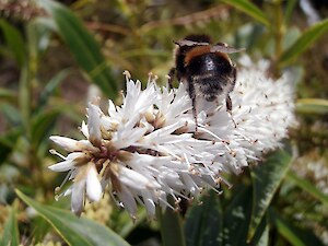 Bumblebee on koromiko (Hebe salicifolia)