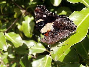Yellow admiral butterfly