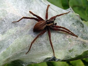 Nurseryweb spider