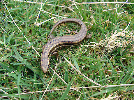 Common skink
