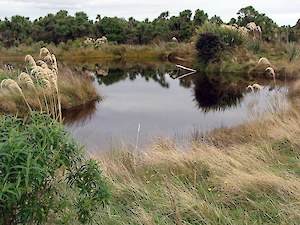 Bushy Point Pond 2011