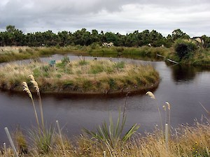 Bushy Point pond 2011