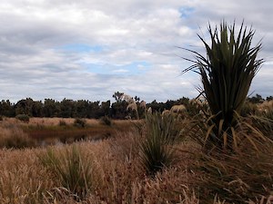 Bushy Point pond 2013