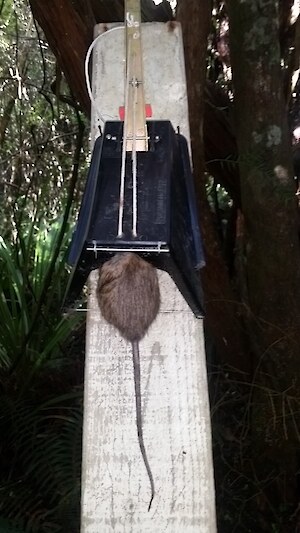 Ship rat caught in a possum master mounted on a board