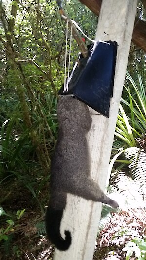 Possum caught in a possum master mounted on a board