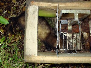 Ferret caught in a DOC 200 trap