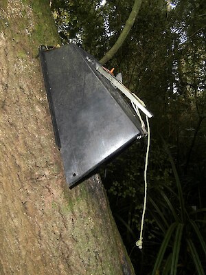 Possum Master trap mounted on a tree