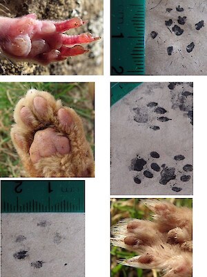 Pest animal footprints