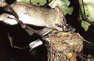 A rat attacking a fantail’s nest