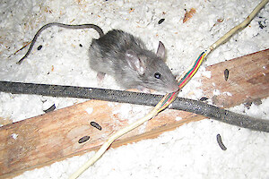 A rodent chewing wiring