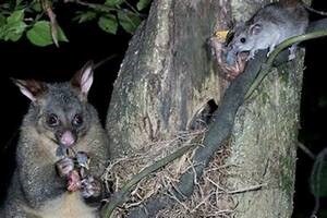 A possum and a rat attacking a birds nest - Nga Manu image