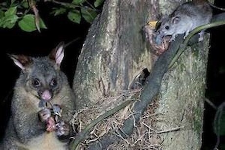 A possum and a rat taking birds from a nest
