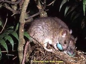 Rats eating birds eggs - Nga Manu image