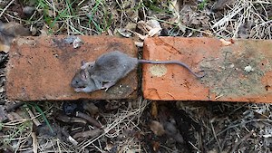 Ship rat