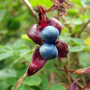 Darwins Barberry fruit