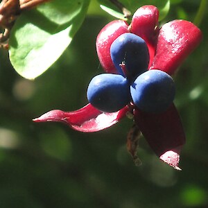 Chilean flame creeper seed (bird dispersed)