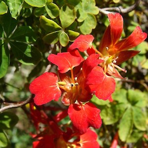 Chilean flame creeper flower