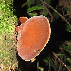 Fungi A