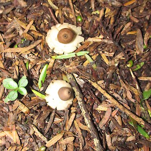 Fungi D
