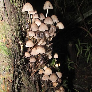 Fungi F