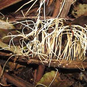Fungi G