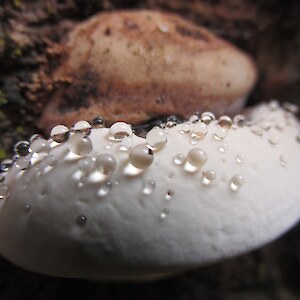 Fungi H