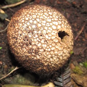 Fungi I