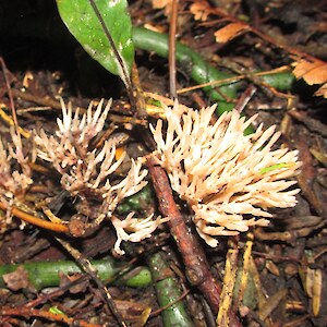 Fungi J