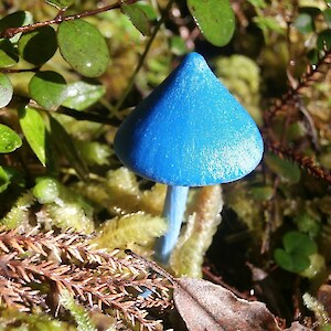 Fungi K