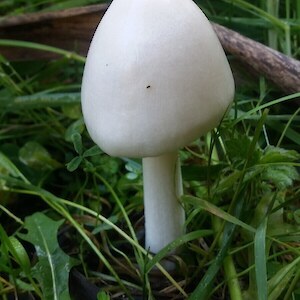 Fungi L