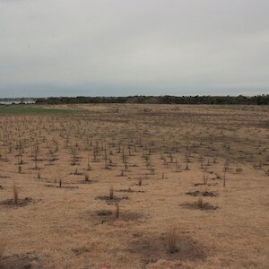2011 Planting