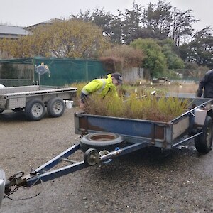 Loading up at the Community Nursery on a very wet Friday