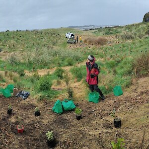 Placing plants on-site